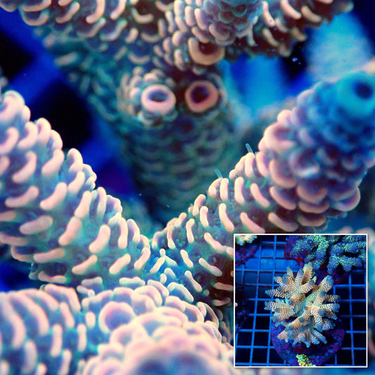 Acro Colony T3B13