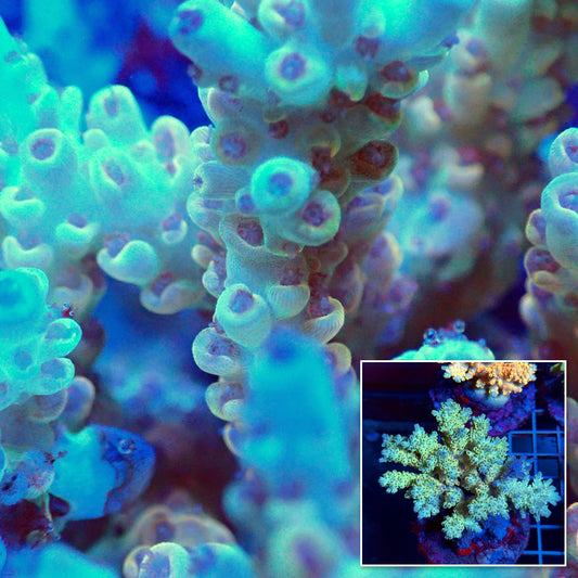 Acro Colony T3B1