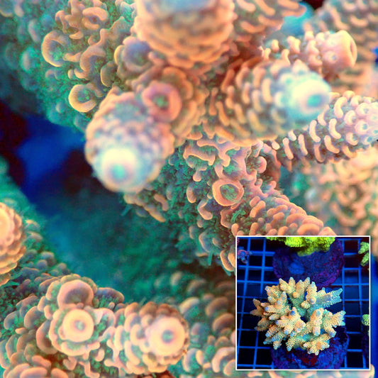 Acro Colony T3B4