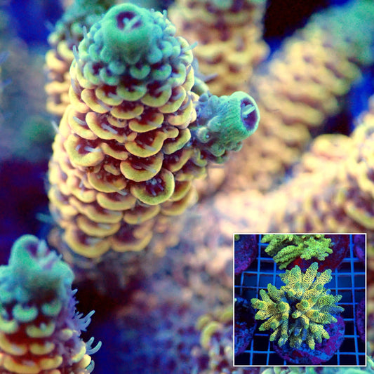 Acro Colony T3B5