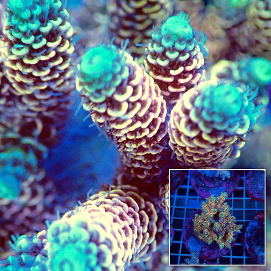 Acro Colony T3B6
