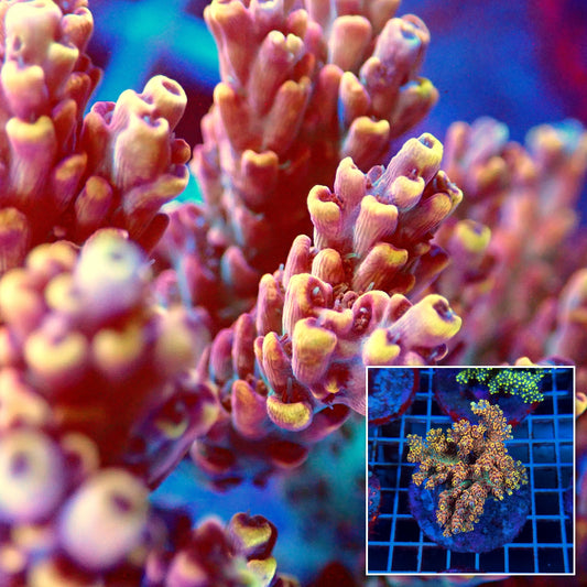Acro Colony T3B8