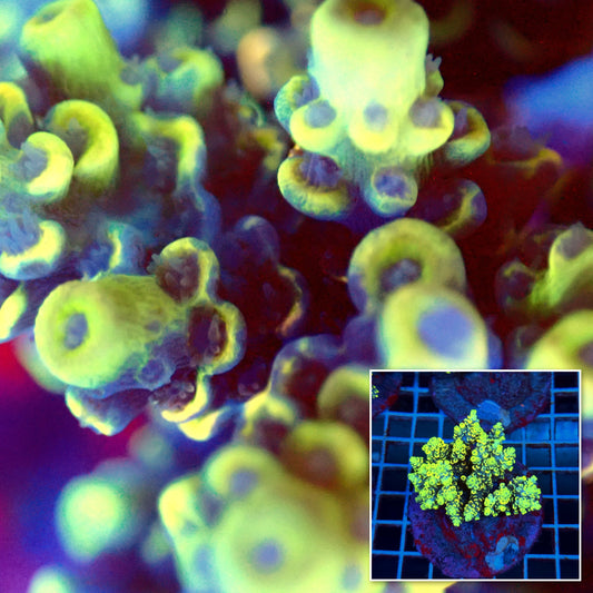 Acro Colony T3B9