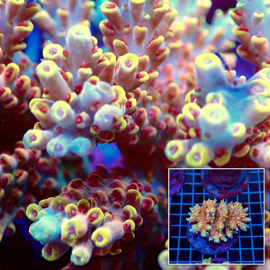 Acro Colony T3C11