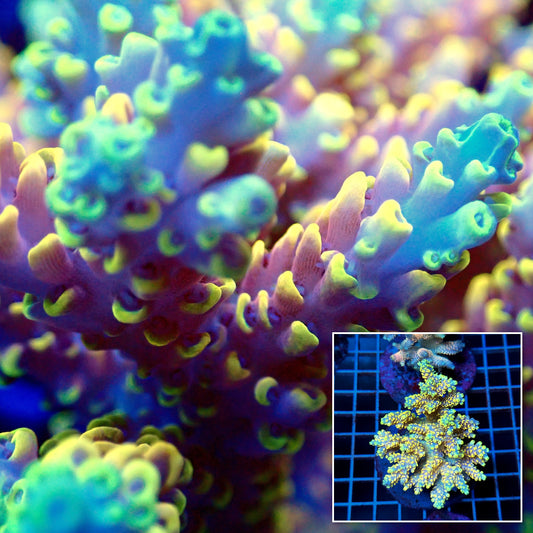 Acro Colony T3C13