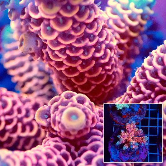 Acro Colony T3C1