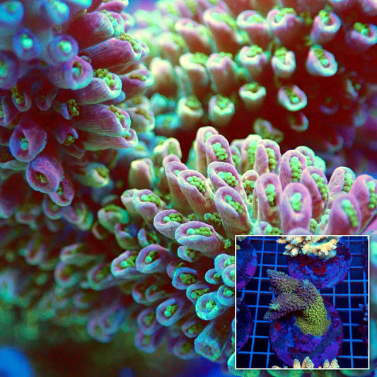 Acro Colony T3C4
