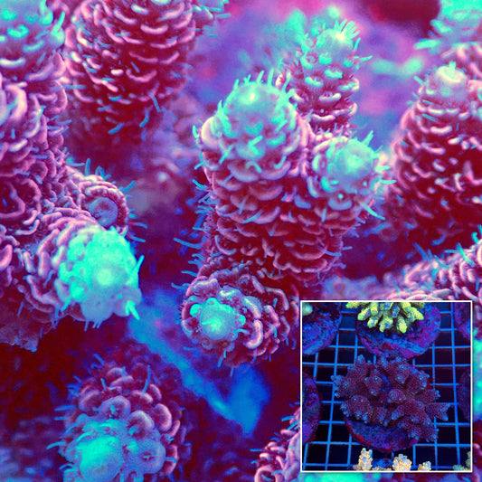 Acro Colony T3C5
