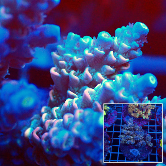 Acro Colony T3C6