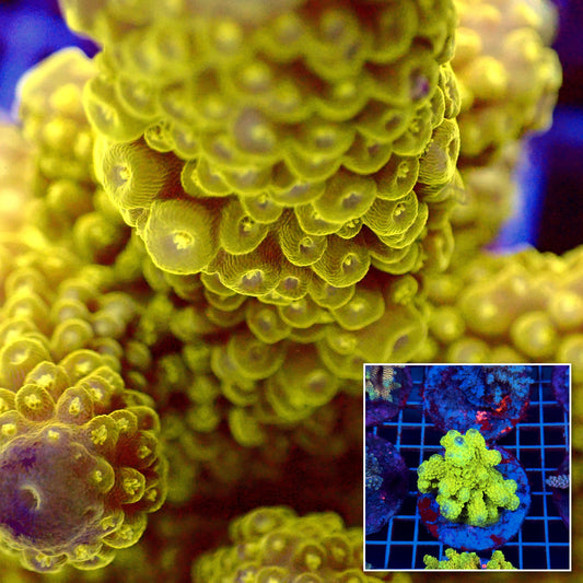 Acro Colony T3C7