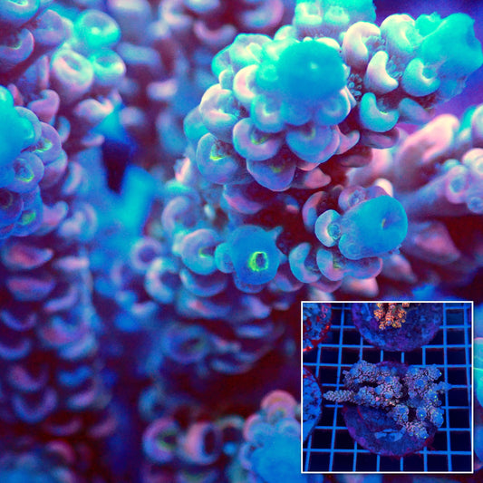 Acro Colony T3C8