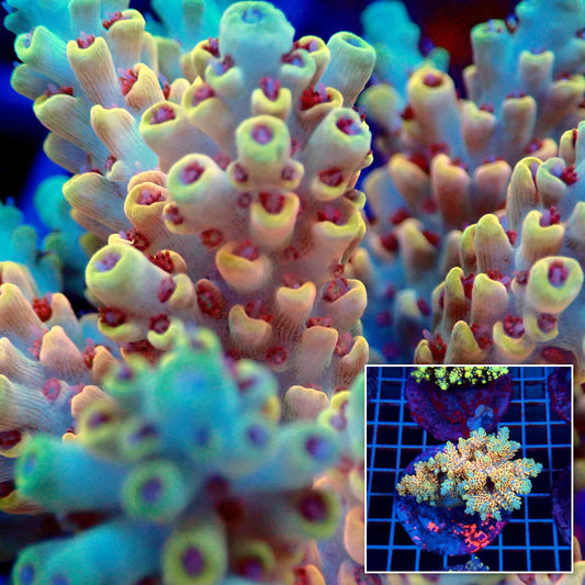 Acro Colony T3C9