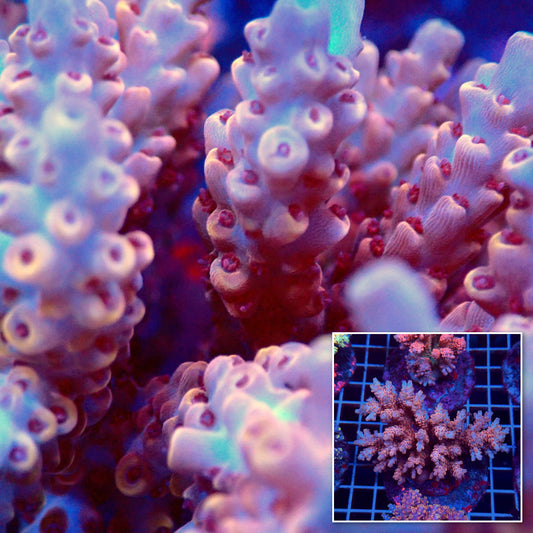 Acro Colony T3D10