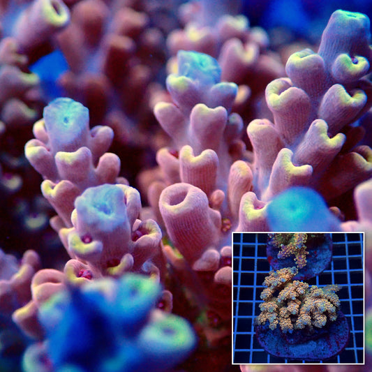 Acro Colony T3D12
