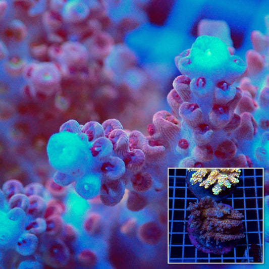Acro Colony T3D13