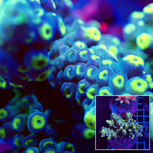 Acro Colony T3D1
