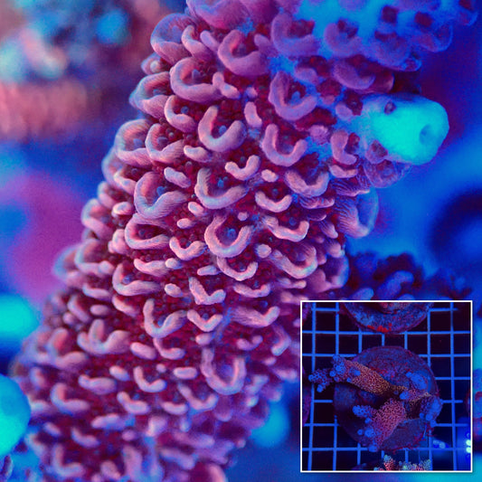 Acro Colony T3D2