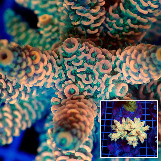 Acro Colony T3D4