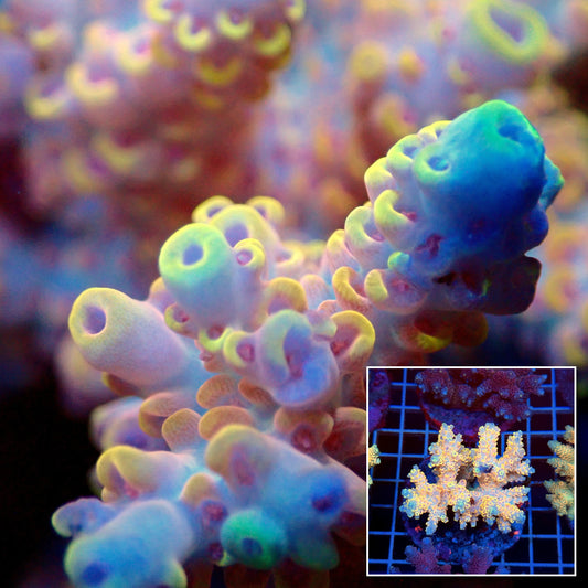 Acro Colony T3D5