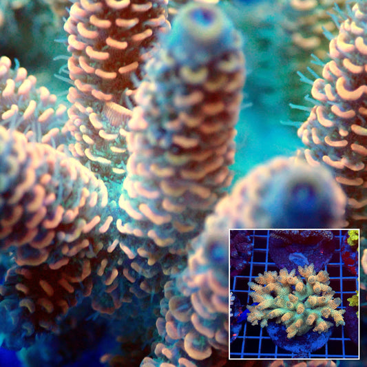 Acro Colony T3D6