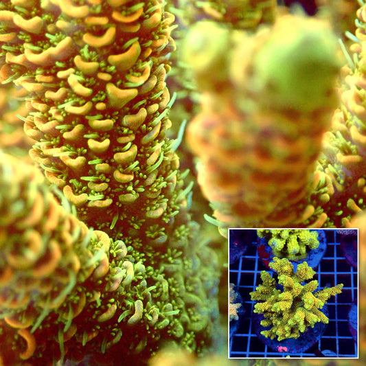 Acro Colony T3D7