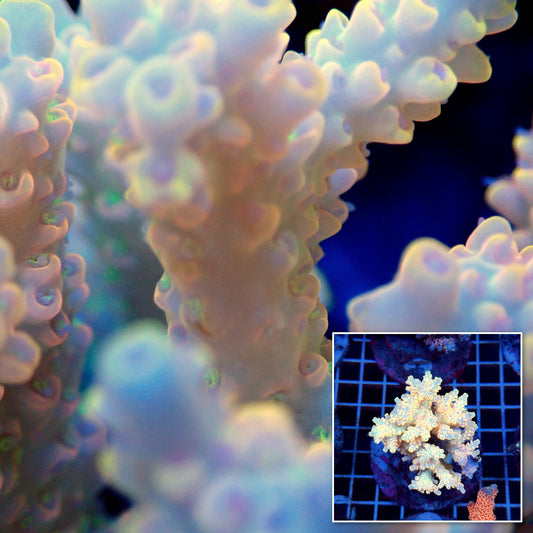 Acro Colony T3D8