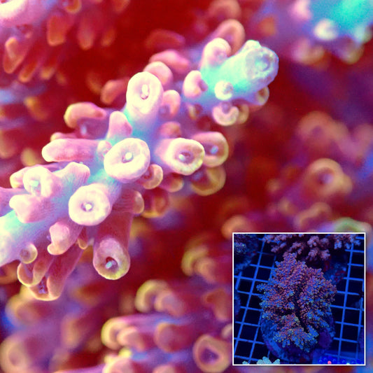 Acro Colony T3E10