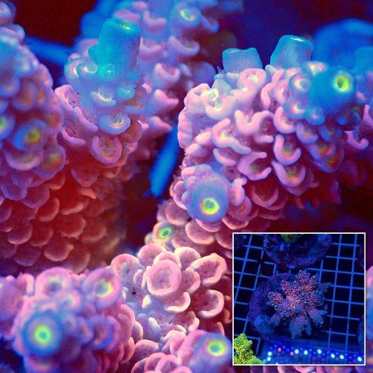 Acro Colony T3E11