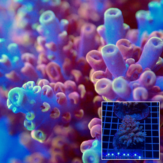 Acro Colony T3E12