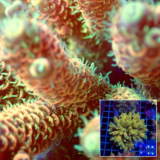 Acro Colony T3E3