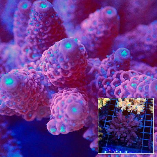 Acro Colony T3E5