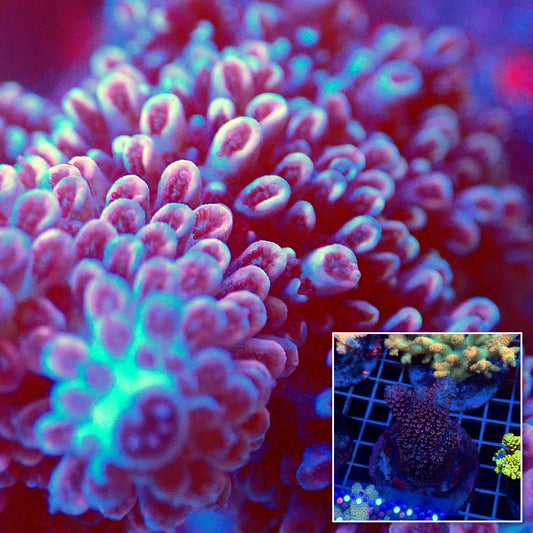 Acro Colony T3E6