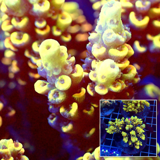 Acro Colony T3E7
