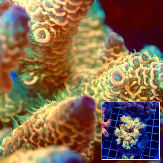 Acro Colony T3E9