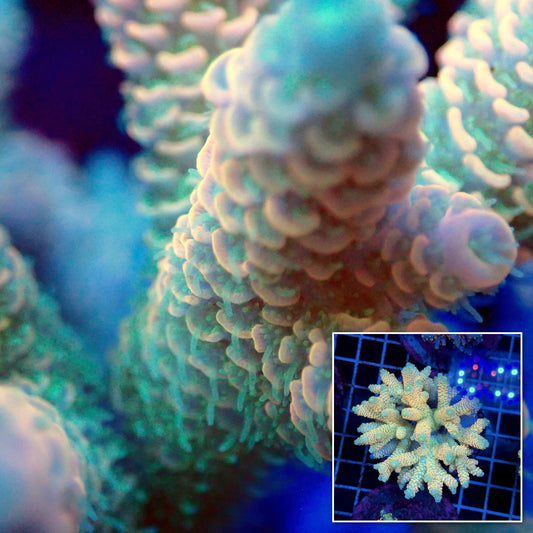 Acro Colony T3F10