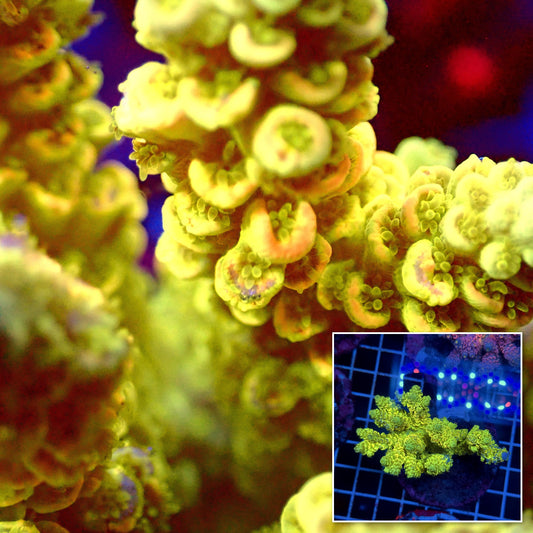 Acro Colony T3F11