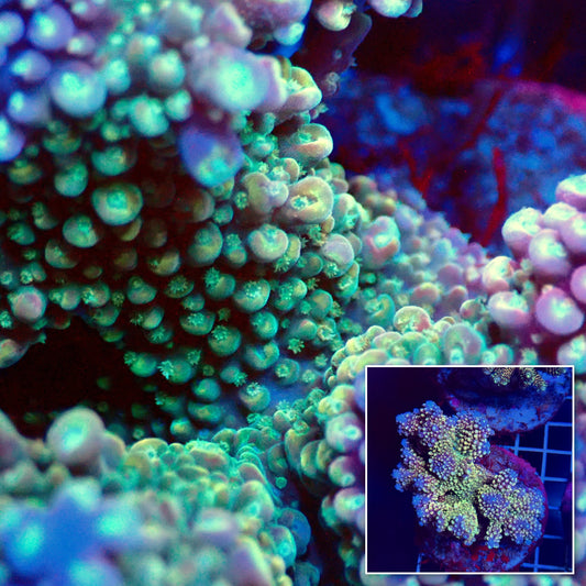 Acro Colony T3F1