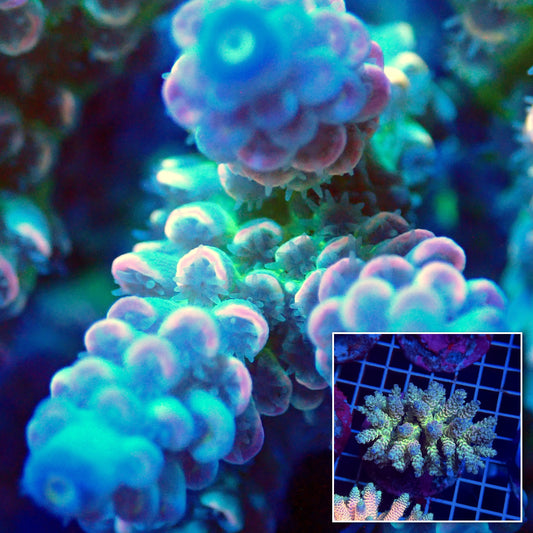 Acro Colony T3F2