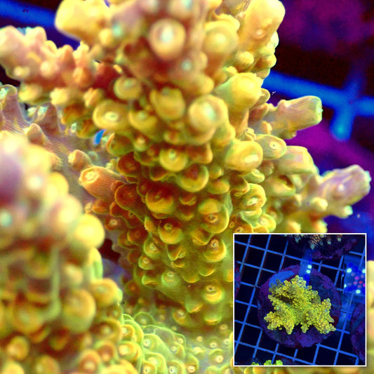 Acro Colony T3F4