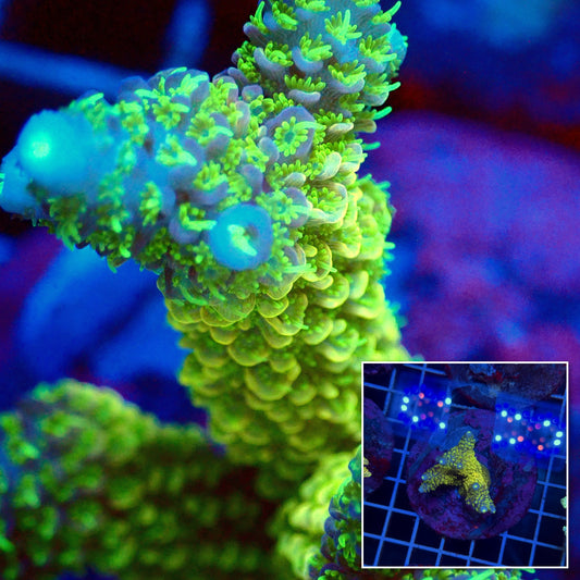 Acro Colony T3F5