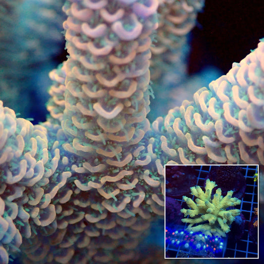 Acro Colony T3F6