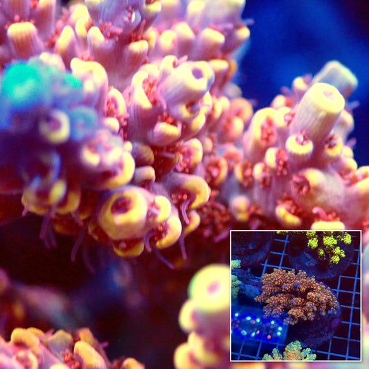 Acro Colony T3F7
