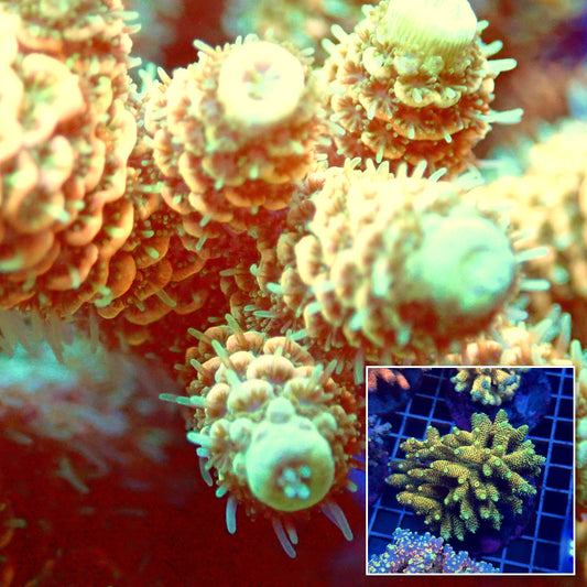 Acro Colony T3F9