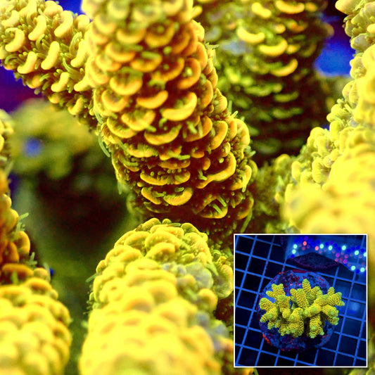 Acro Colony T3G11