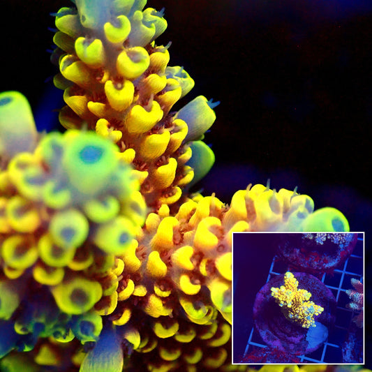 Acro Colony T3G1