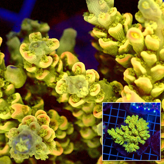Acro Colony T3G4