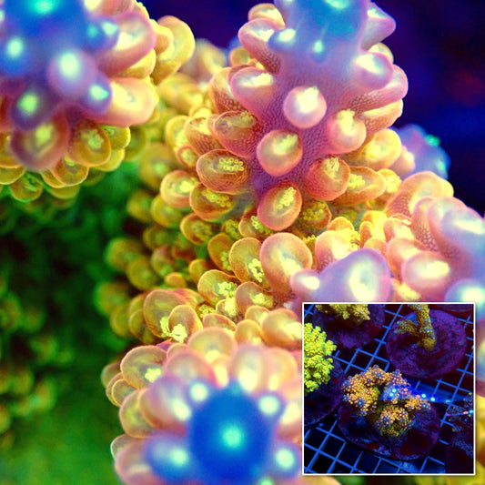 Acro Colony T3G5