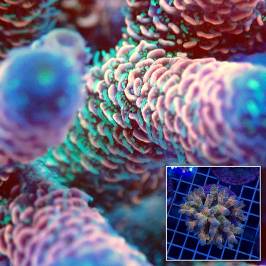 Acro Colony T3G8