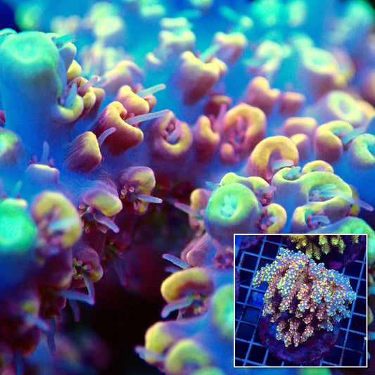 Acro Colony T3G9