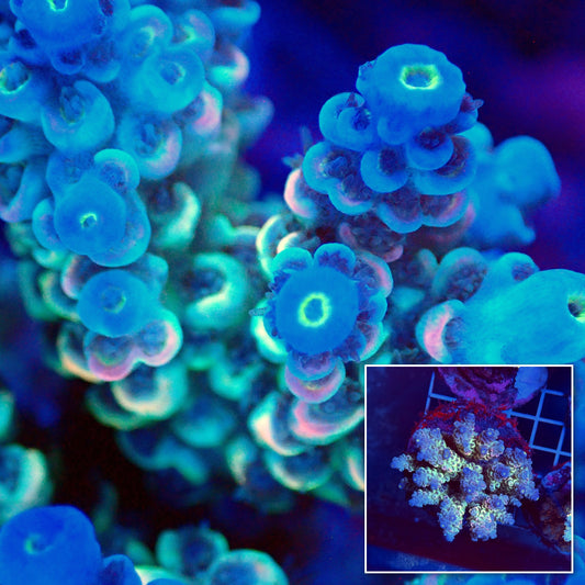Acro Colony T3H1